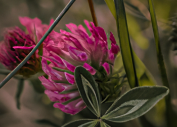 Cicerchie nella pentola a pressione: un legume dimenticato che ritornaCicerchie in pentola a pressione